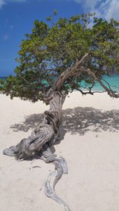 Vakantiewoning Eagle beach st 169x300 - Eagle Beach