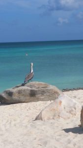 Vakantiewoning Eagle beach st 3 169x300 - Eagle Beach